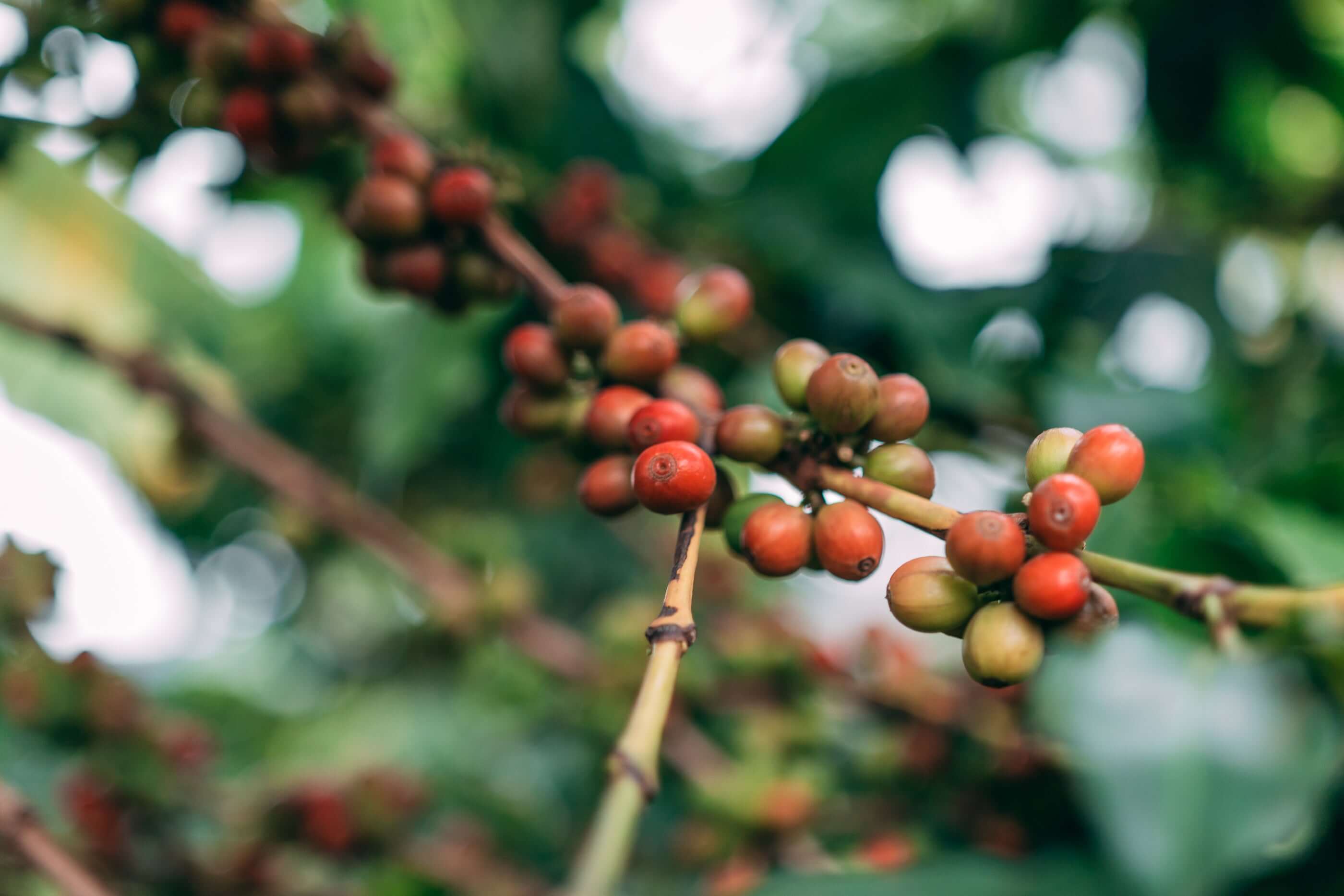 Where is My Favourite Coffee? Why Coffee is Seasonal.